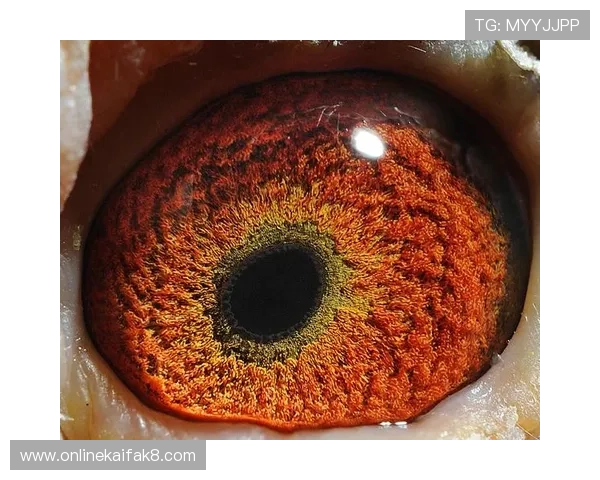 确保账号安全的实用指南：AG国际真人版会员注册后的安全设置和隐私保护措施